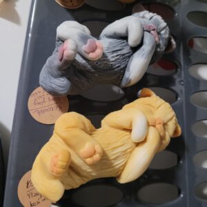 Kočička na přání