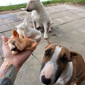 Mazlíček podle fotky